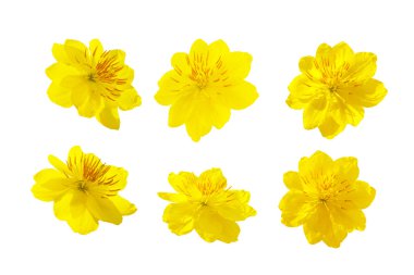 Kayısı çiçeği (yamabuki) muti açı