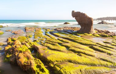 Garip kayalar ve yosun Co Thach Beach, Tuy Phong, Binh Thuan Eyaleti, Vietnam.