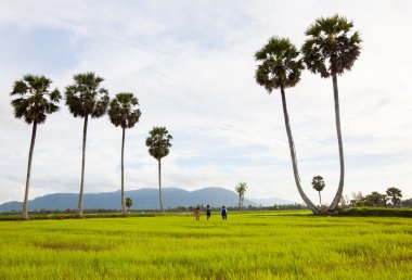 Palmiye ağacı satır ve pirinç alanında Mekong Delta, Chau doktor şehir, bir Giang il, Vietnam.