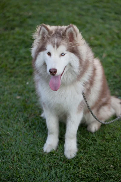 Açık havada bir kahverengi Sibirya Husky köpek portresi — Stok fotoğraf