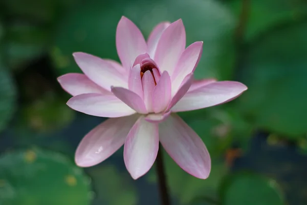 Růžový leknín roste v rybníku — Stock fotografie
