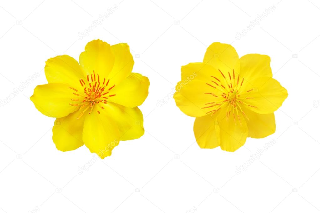 Hoa mai là loài hoa quen thuộc trong văn hóa Việt Nam với tên gọi thân quen \