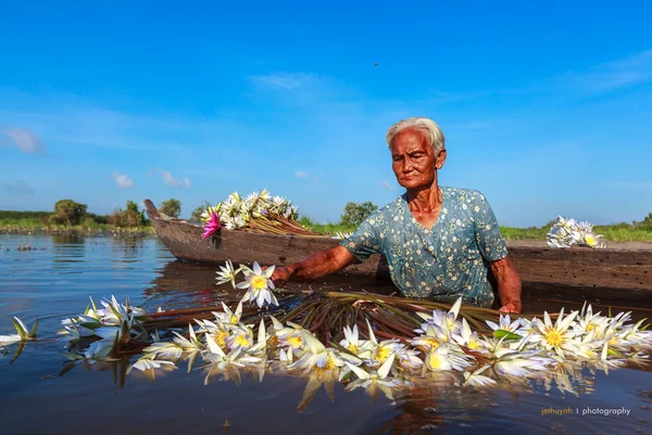 Vecchia donna raccoglie loto e mettere su una barca a Kien Tuong, Moc Hoa, Vietnam — Foto Stock