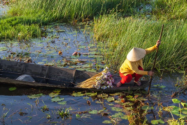 Woman gathers lotus and put on a boat at Kien Tuong, Moc Hoa, Vietnam — Stock Photo, Image