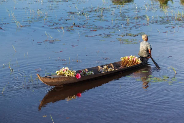 Woman gathers lotus and put on a boat at Kien Tuong, Moc Hoa, Vietnam — Stock Photo, Image