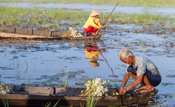 Old Woman gathers lotus and put on a boat at Kien Tuong, Moc Hoa, Vietnam — Stock Photo, Image