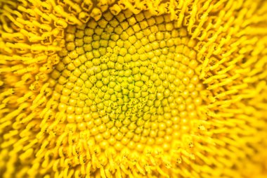 Closeup güneş çiçek soyut yumuşak odak artalan