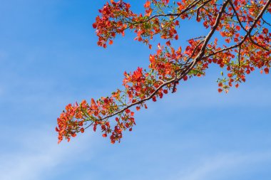 Royal Poinciana, Flamboyant, mavi gökyüzü alev ağacı