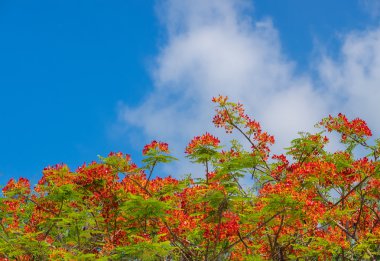 Royal Poinciana, Flamboyant, mavi gökyüzü alev ağacı