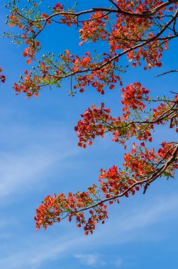 Royal Poinciana, Flamboyant, mavi gökyüzü alev ağacı