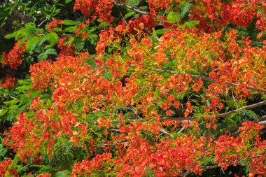 Royal Poinciana, Flamboyant, alev ağacı