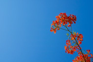 Royal Poinciana, Flamboyant, alev ağacı