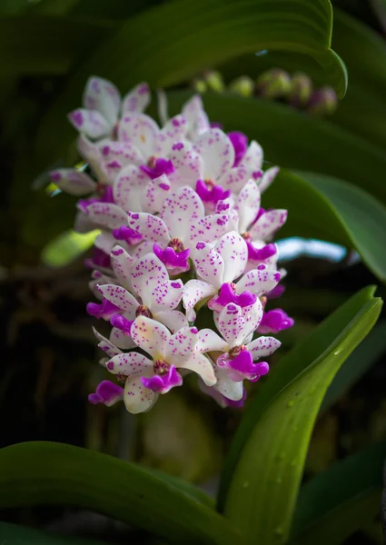 Witte en roze orchideebloemen — Stockfoto