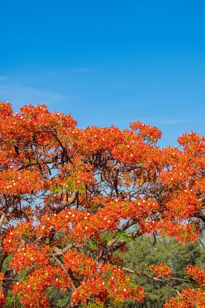 Royal Poinciana, Flamboyant, Flame Tree — Zdjęcie stockowe