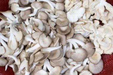 Mushroom sell at the market
