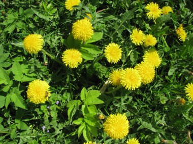 Dandelions ve çim