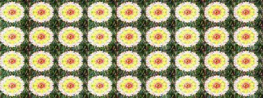 Kusursuz bir geçmişi var. Kumaş, tekstil, duvar kağıdı baskısı için. Eski usul. Raster illüstrasyonu. Tomurcukları papatya çiçekleri olan sevimli bir çiçek deseni. Miles Fleur, dandik süs.