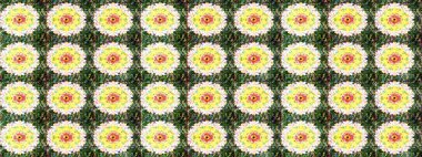 Kusursuz bir geçmişi var. Kumaş, tekstil, duvar kağıdı baskısı için. Eski usul. Raster illüstrasyonu. Tomurcukları papatya çiçekleri olan sevimli bir çiçek deseni. Miles Fleur, dandik süs.