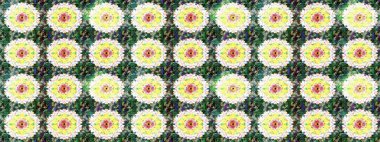 Sabıka fotoğraflarında, bebek kıyafetlerinde, duvar kâğıtlarında, paket kutularında falan kullanılabilir. Zarif, parlak ve pürüzsüz yeşil ve nötr çiçek desenli tasarım. Raster..