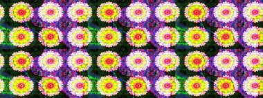 Kusursuz bir arka plan modeli. Raster - stok. Yapraklı çiçekler, sarı ve mavi renkli papatya çiçekleri..