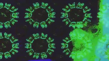 Renkli unsurlarla hareketli arka plan görüntüleri. Çiçekler. Eski model. Bayrak tarzı. Video kaydı. Şablon. Döngü. Kusursuz..