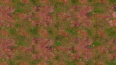 Renkli unsurlarla hareketli arka plan görüntüleri. Çiçekler. Eski model. Bayrak tarzı. Video kaydı. Şablon. Döngü. Kusursuz.. 