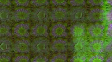 Renkli unsurlarla hareketli arka plan görüntüleri. Çiçekler. Eski model. Bayrak tarzı. Video kaydı. Şablon. Döngü. Kusursuz..