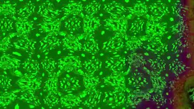 Renkli unsurlarla hareketli arka plan görüntüleri. Çiçekler. Eski model. Bayrak tarzı. Video kaydı. Şablon. Döngü. Kusursuz..