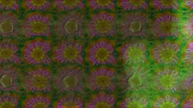 Renkli unsurlarla hareketli arka plan görüntüleri. Çiçekler. Eski model. Bayrak tarzı. Video kaydı. Şablon. Döngü. Kusursuz..