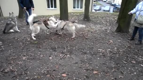 シベリアハスキー犬 — ストック動画