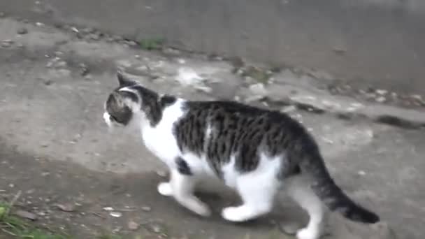 Cat walking down the street — Stock Video