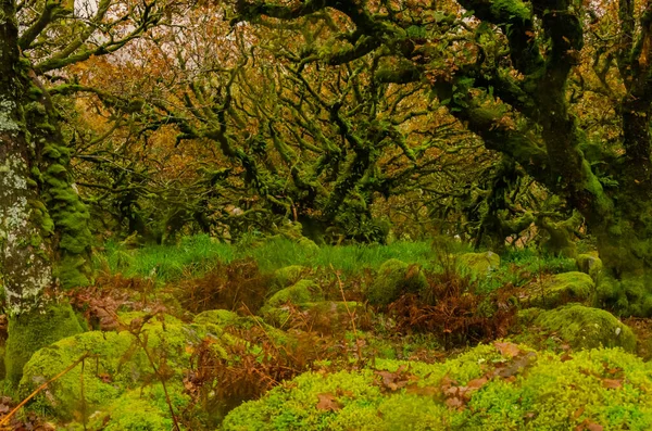 Sessile Oaks Moss Wistman Wood Cornwall England United Kingdom — Stock Photo, Image