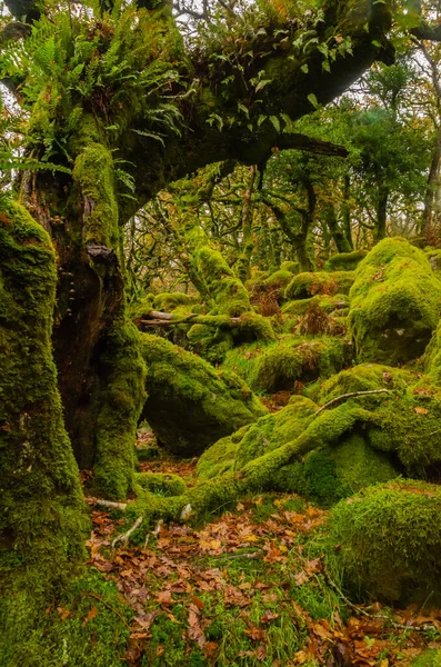英国康沃尔Wistman Wood的Sessile Oaks Moss — 图库照片#