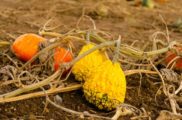 Pompoenenveld Met Veel Verschillende Soorten Kies Eigen Taart Houtsnijwerk Voor — Stockfoto