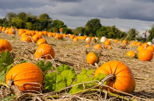 様々な種類のカボチャ畑 素敵なパイを選ぶか ハロウィーンのために彫る — ストック写真