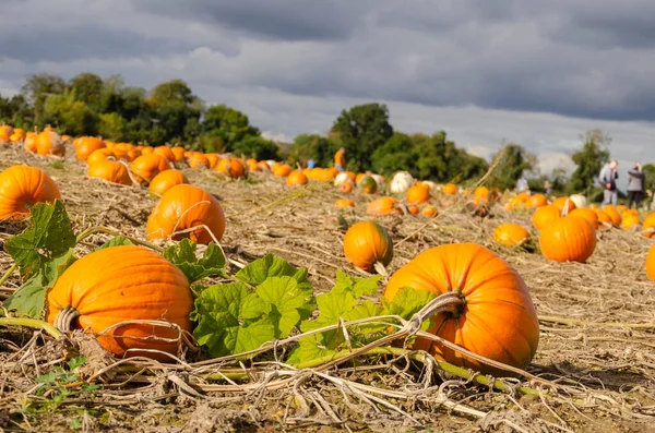 様々な種類のカボチャ畑 素敵なパイを選ぶか ハロウィーンのために彫る — ストック写真