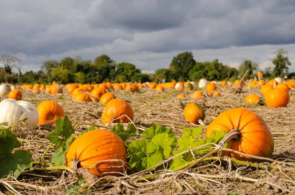 Pompoenenveld Met Veel Verschillende Soorten Kies Eigen Taart Houtsnijwerk Voor — Stockfoto