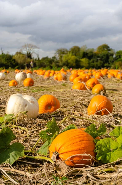 Pompoenenveld Met Veel Verschillende Soorten Kies Eigen Taart Houtsnijwerk Voor — Stockfoto