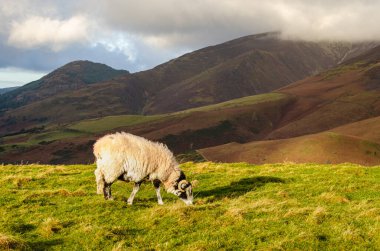 Lake District 'in çayırında koyunlar. Sonbahar yürüyüşü sırasında yakalanan