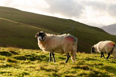 Lake District 'in çayırında koyunlar. Sonbahar yürüyüşü sırasında yakalanan