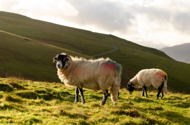 Lake District 'in çayırında koyunlar. Sonbahar yürüyüşü sırasında yakalanan