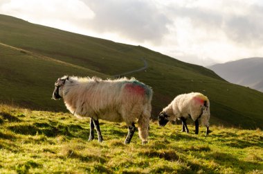 Lake District 'in çayırında koyunlar. Sonbahar yürüyüşü sırasında yakalanan
