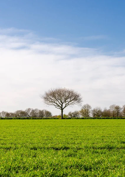 Einsame Baumsilhouette Auf Einer Wiese Schöner Sonniger Tag — Stockfoto