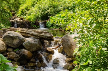 Ormandaki vahşi nehir