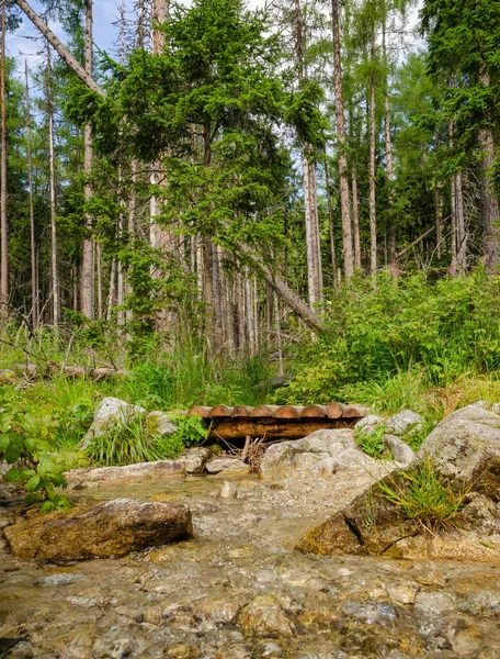 Natureza Florestal Selvagem Com Córrego Rio — Fotografia de Stock