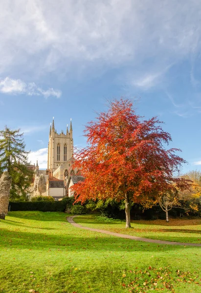 Höstbild Edmundsbury Katedralen Med Ett Vackert Färgstarkt Rött Träd — Stockfoto