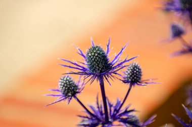 Mavi Eryngo devedikeni. Arkasında gün batımı olan güzel bir mor çiçeğin ayrıntıları..