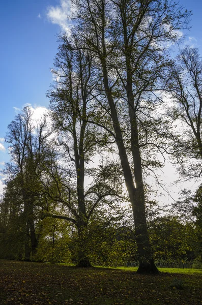 Blick auf den herbstlichen Park — Stockfoto