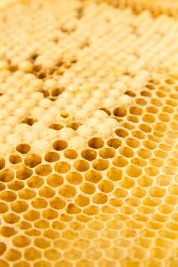 Erkek dron hücrelerinin yakın çekim