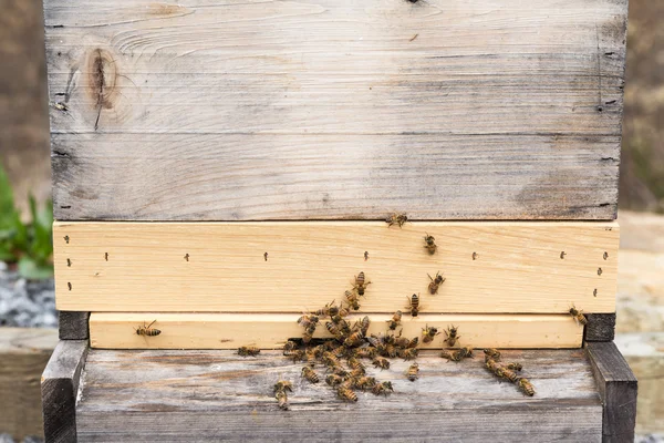 Abelhas de mel com cestas de pólen completas — Fotografia de Stock